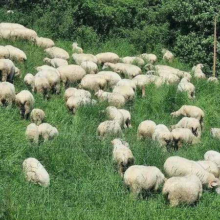 Korona Pienin Domki&apartamenty Szczawnica